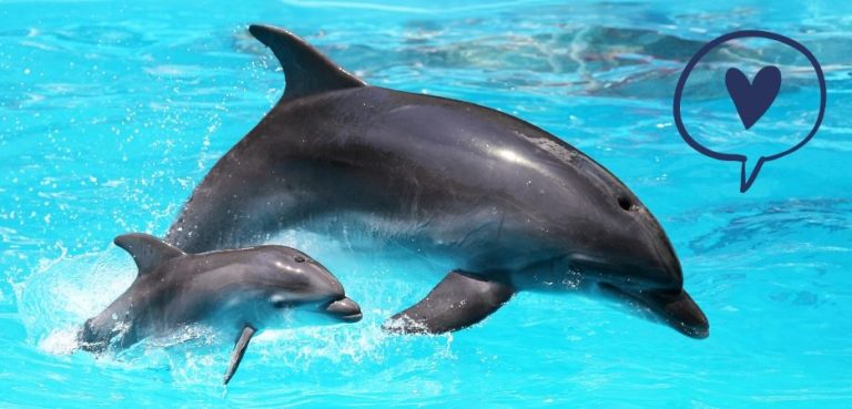 Dwa delfiny w basenie
